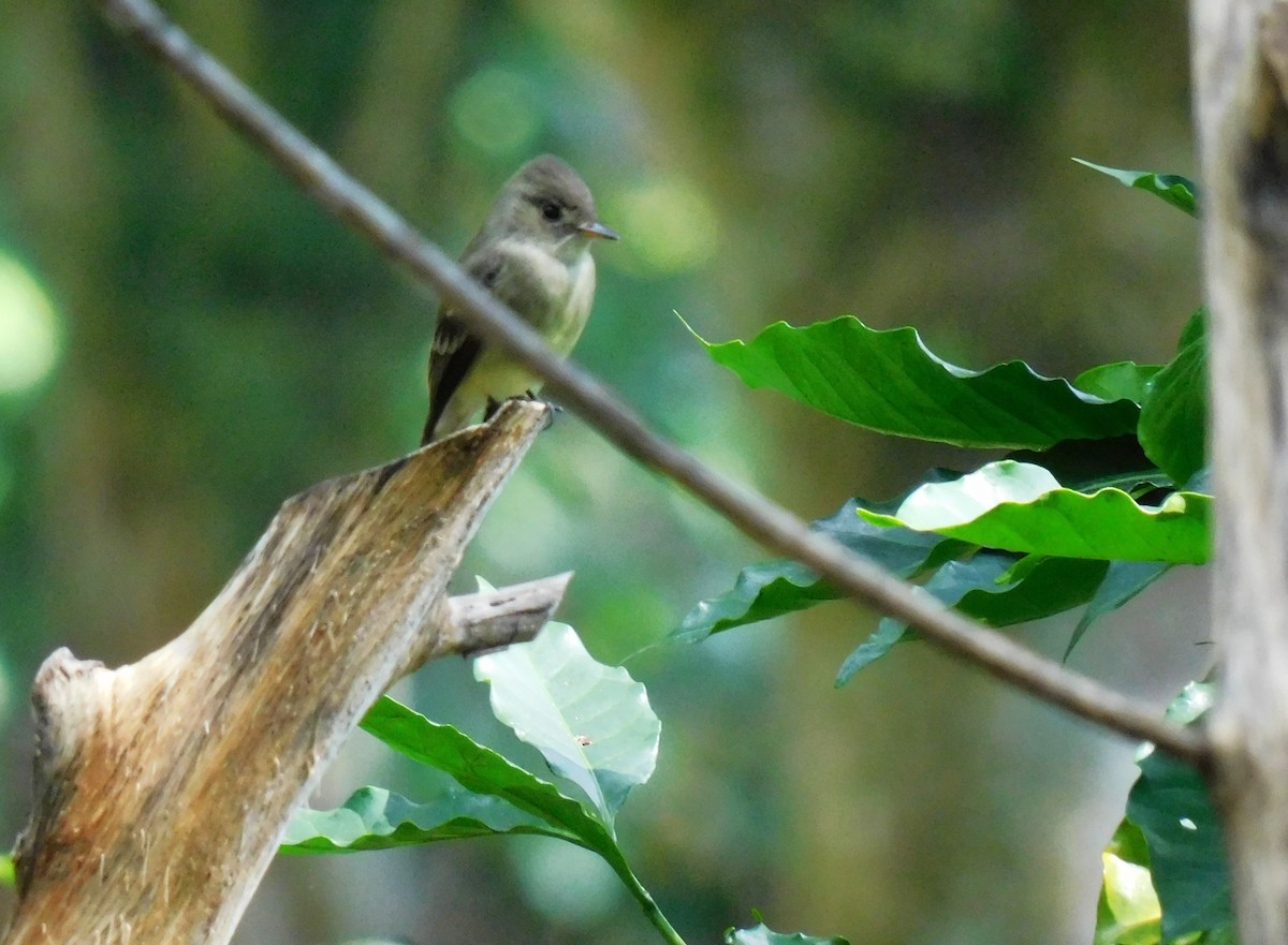 Northern Tropical Pewee - ML645621937