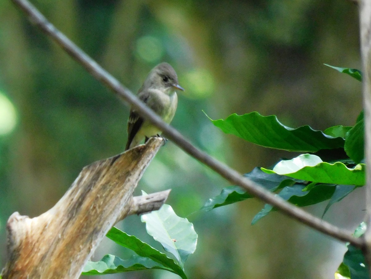 Northern Tropical Pewee - ML645621938