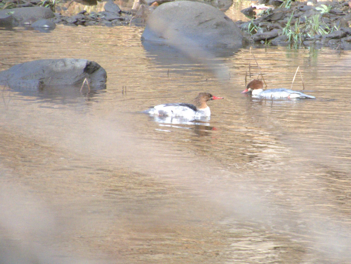 カワアイサ - ML645621939