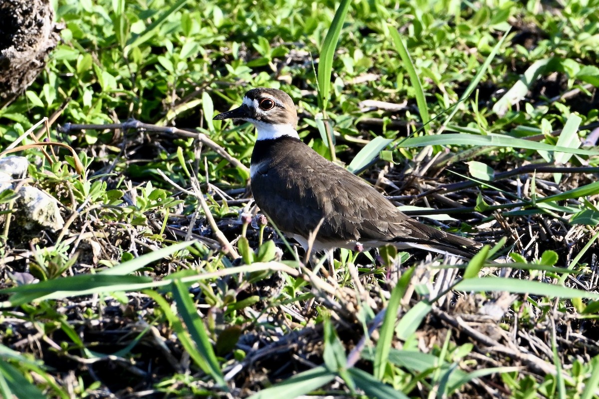 フタオビチドリ - ML645621940