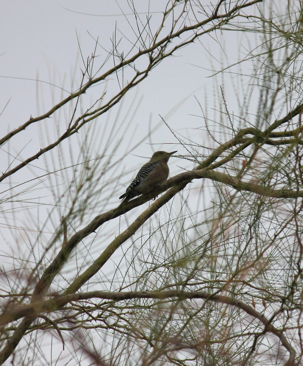 サバクシマセゲラ - ML645621943