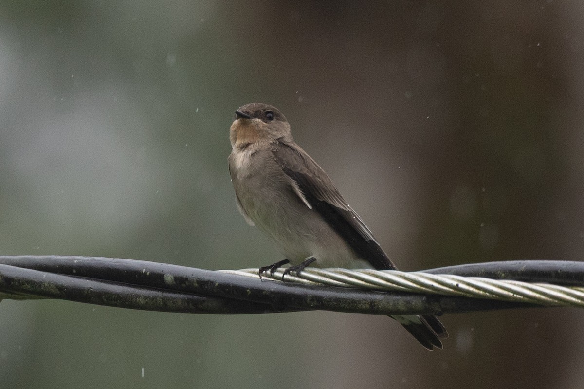 オビナシショウドウツバメ - ML645621944