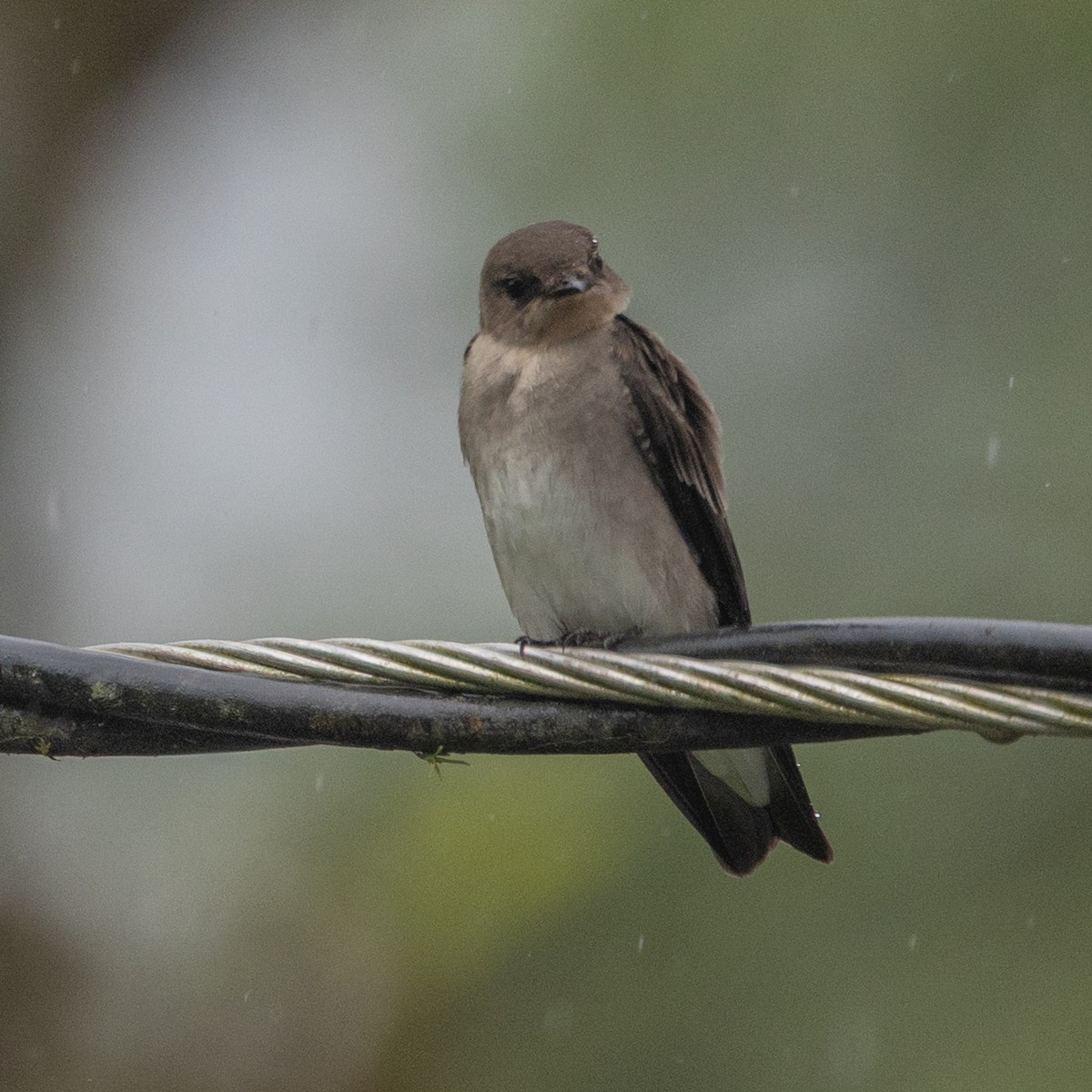 オビナシショウドウツバメ - ML645621945