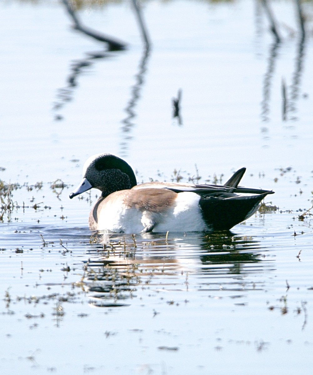 アメリカヒドリ - ML645621946