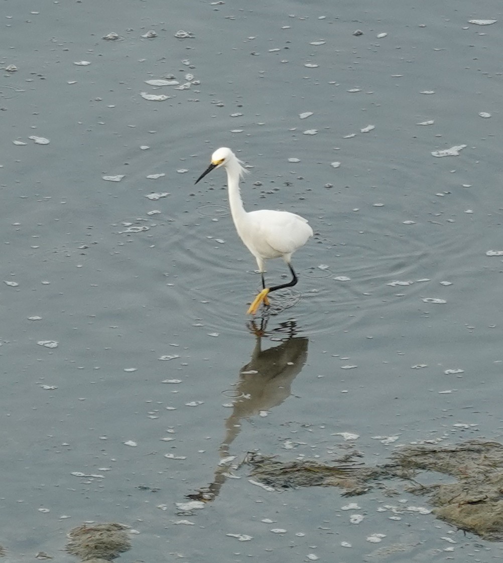 ユキコサギ - ML645621947