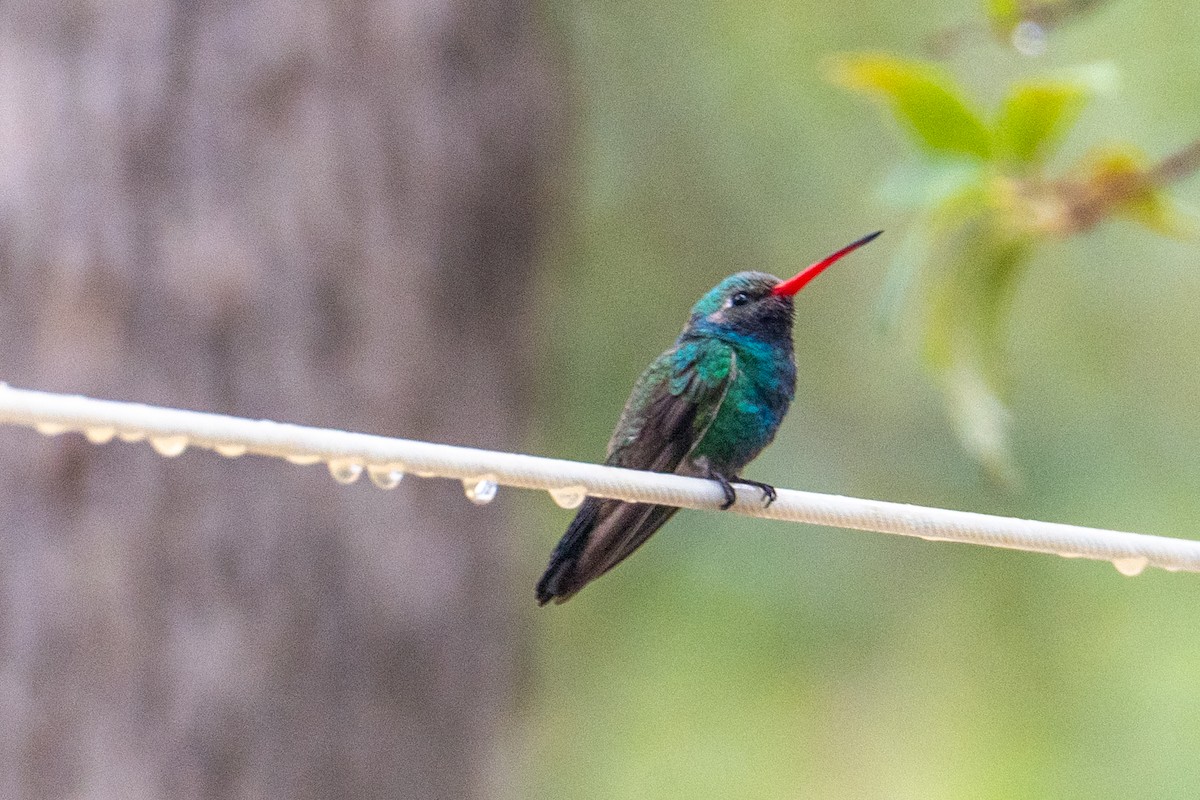 アカハシハチドリ - ML645621948