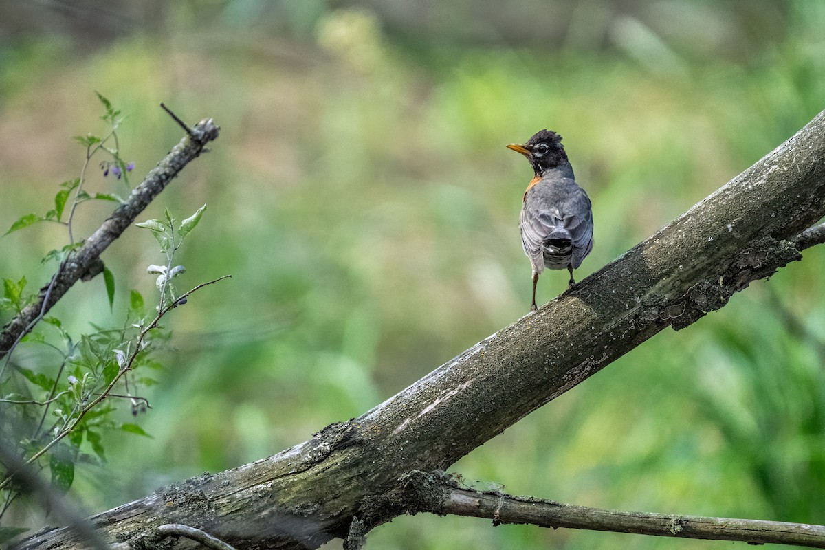 コマツグミ - ML645621949