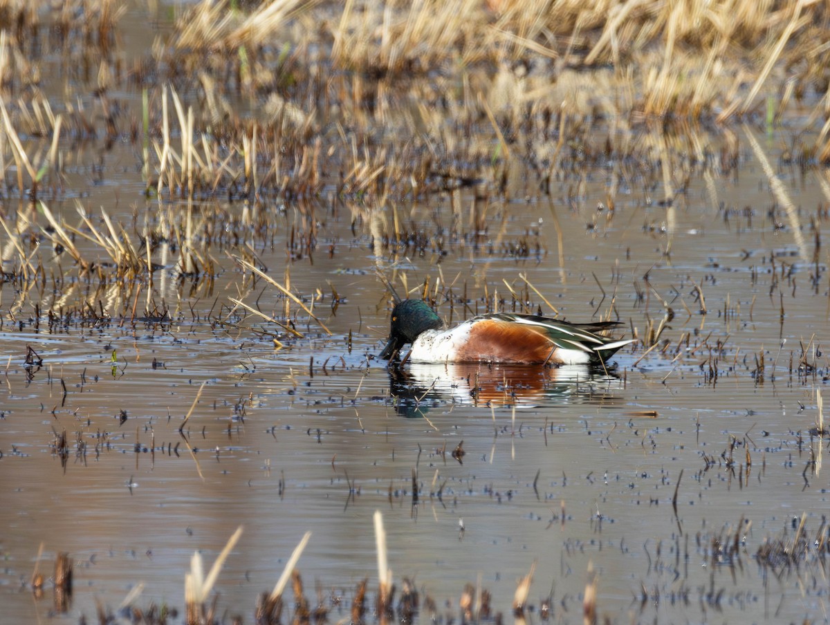 ハシビロガモ - ML645621951