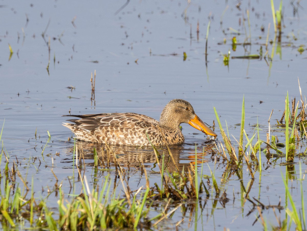 ハシビロガモ - ML645621952