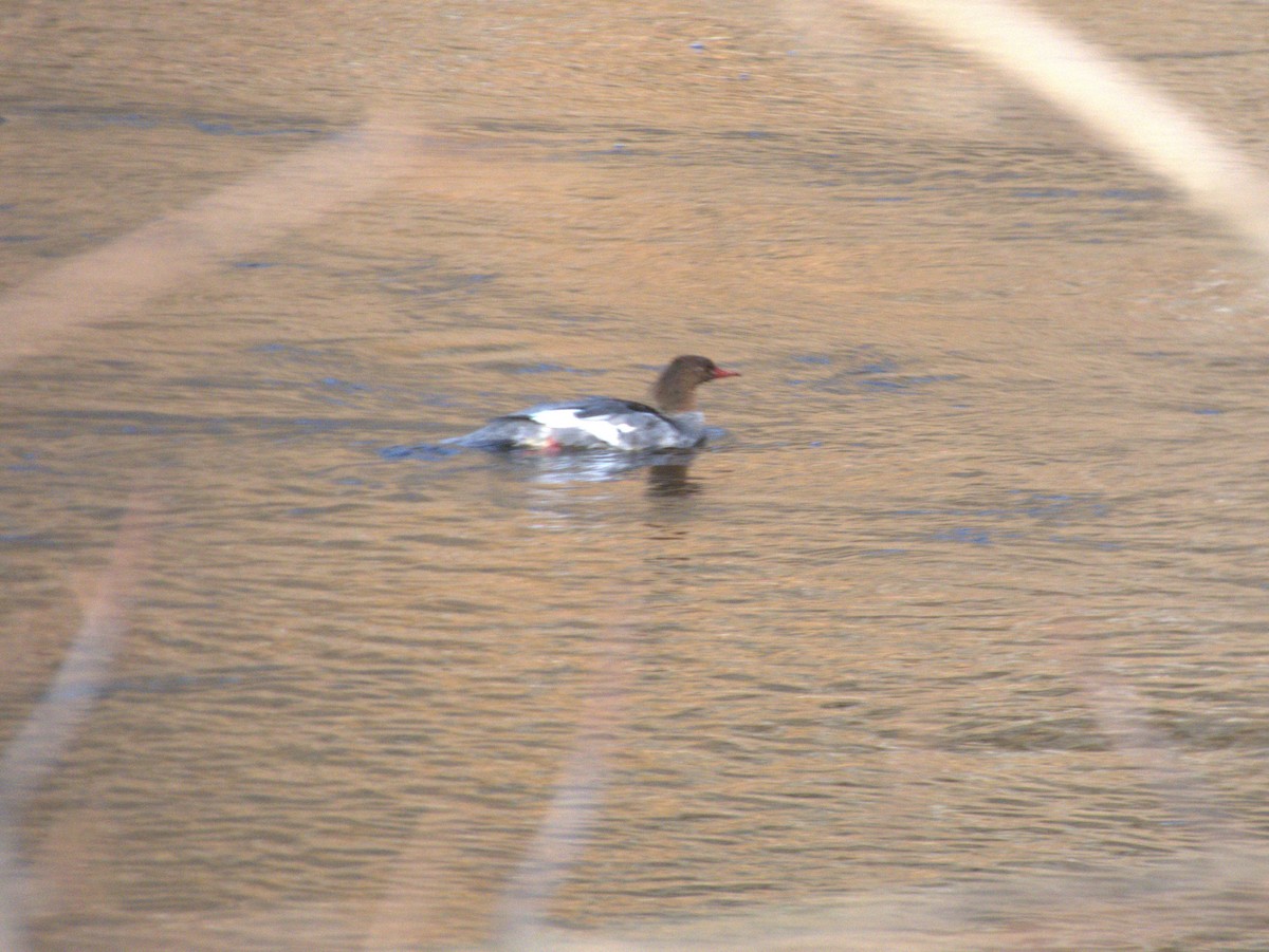 カワアイサ - ML645621953