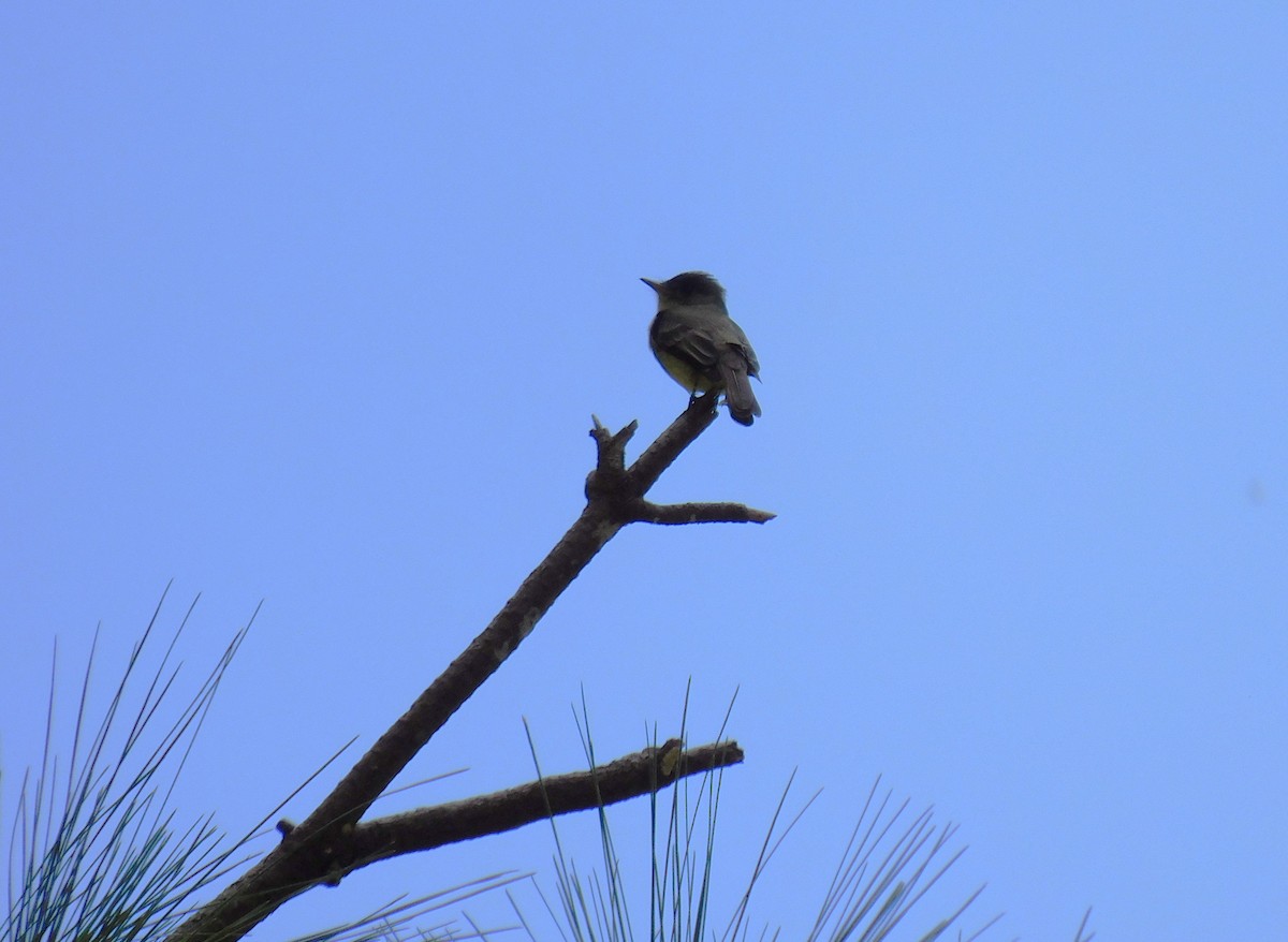 オリーブヒタキモドキ - ML645621954