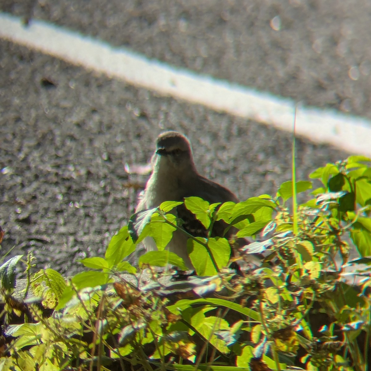 マネシツグミ - ML645621955
