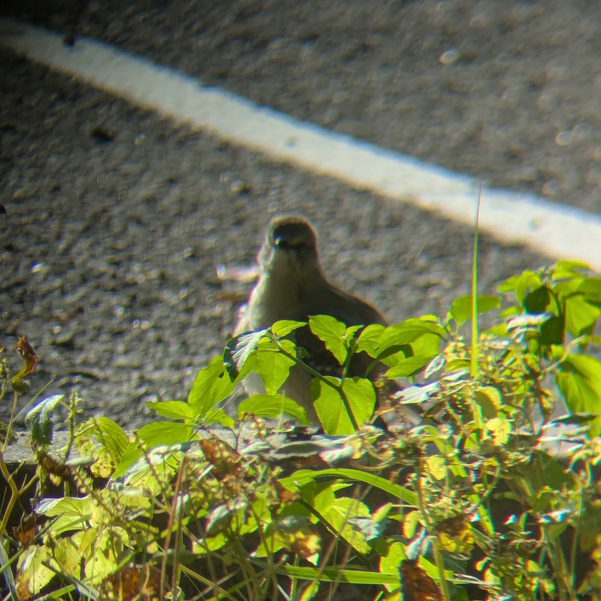 マネシツグミ - ML645621956