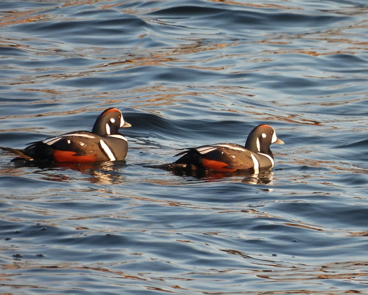 Ahate arlekina - ML645621957