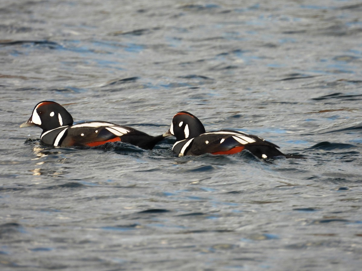 Ahate arlekina - ML645621958