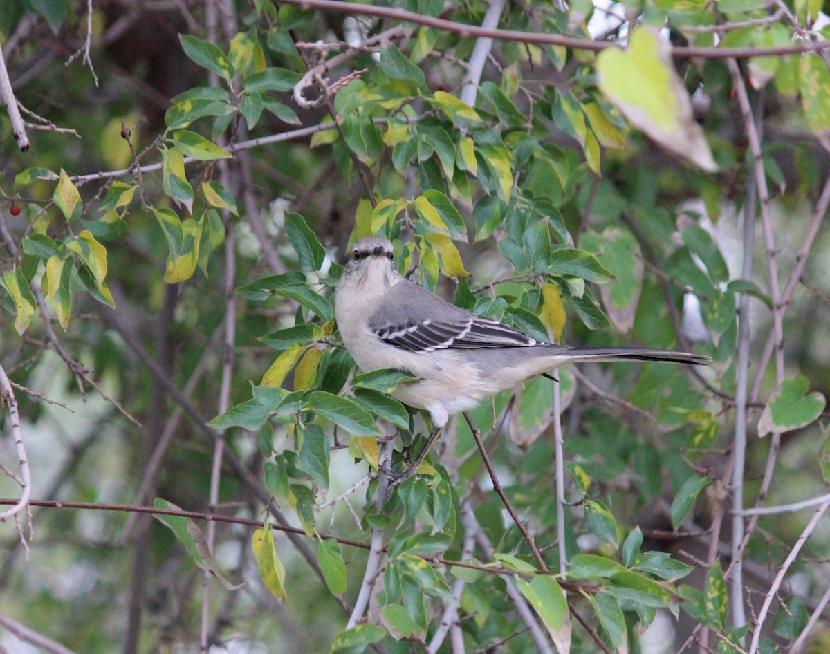 マネシツグミ - ML645621959