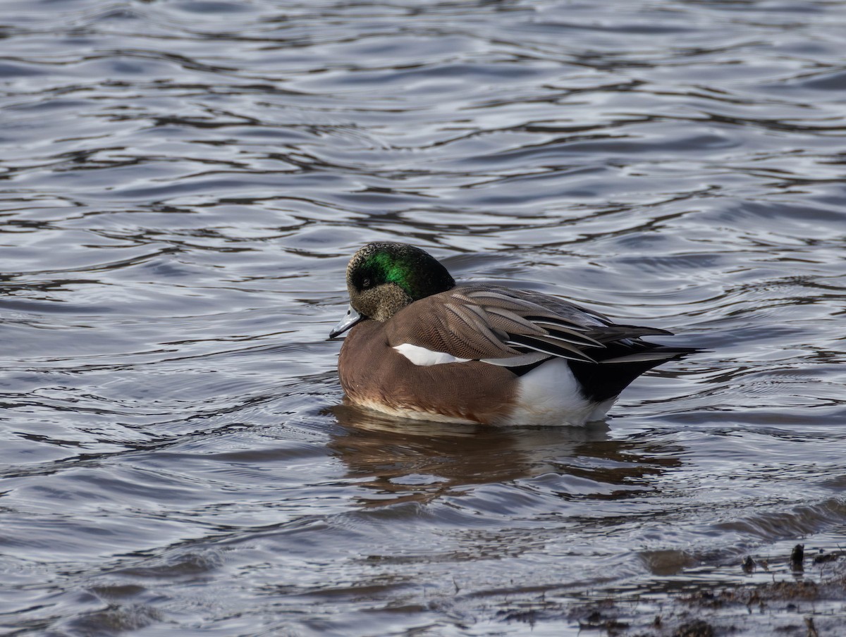 アメリカヒドリ - ML645621961