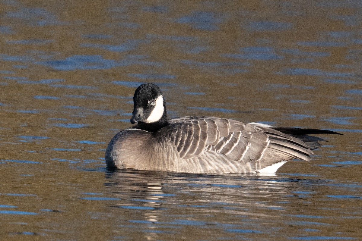 シジュウカラガン - ML645621963