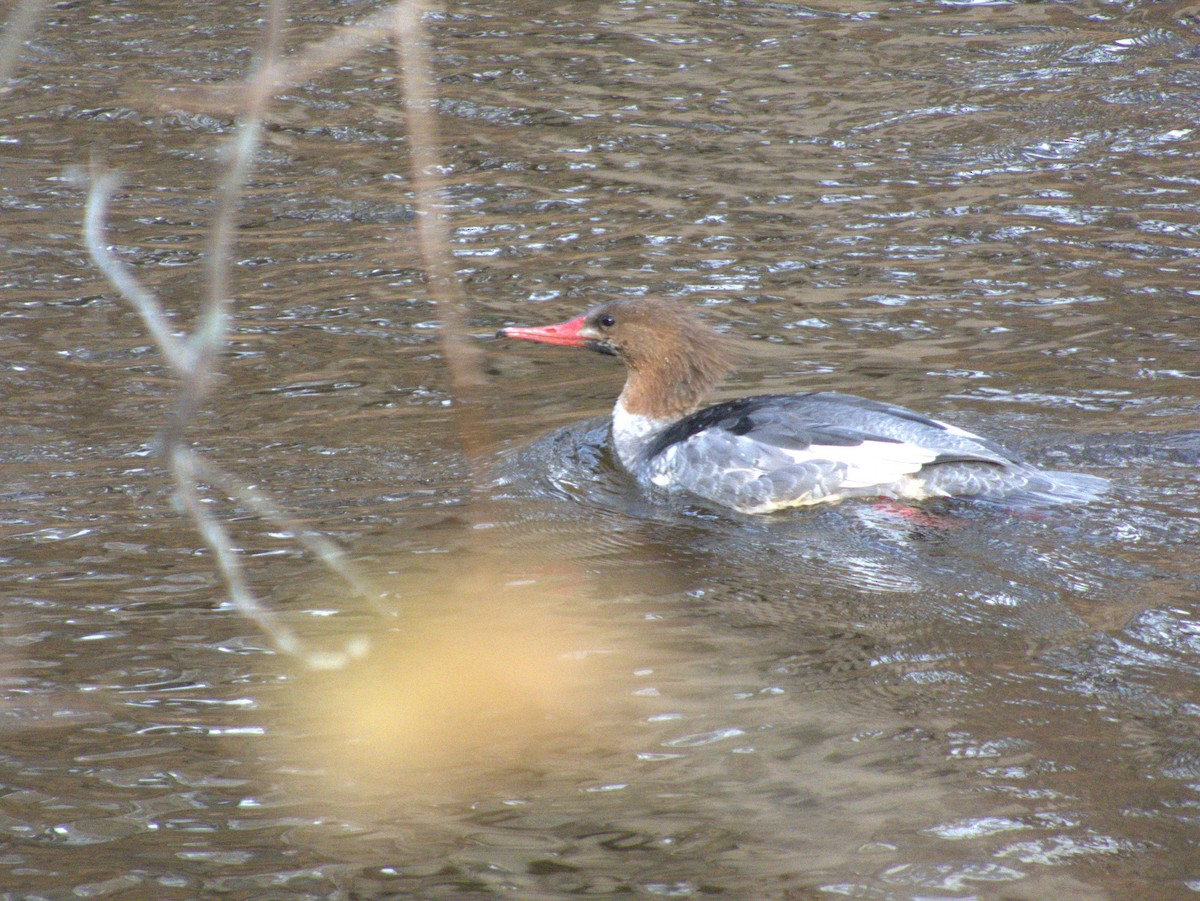 カワアイサ - ML645621964