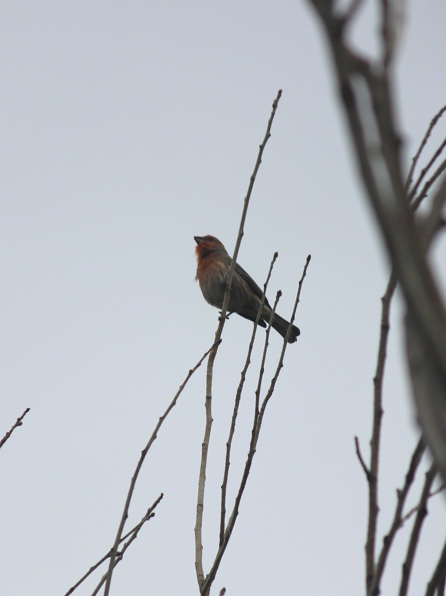 メキシコマシコ - ML645621965