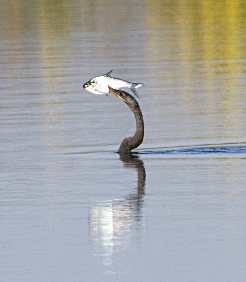 アメリカヘビウ - ML645621968