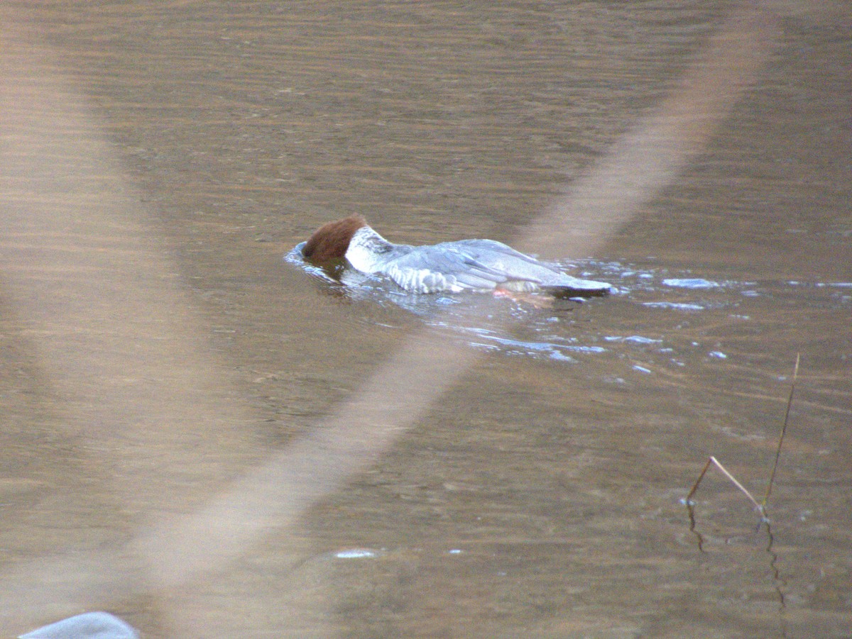 Common Merganser - ML645621969