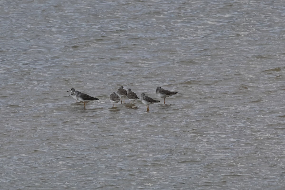 Greater Yellowlegs - ML645621970