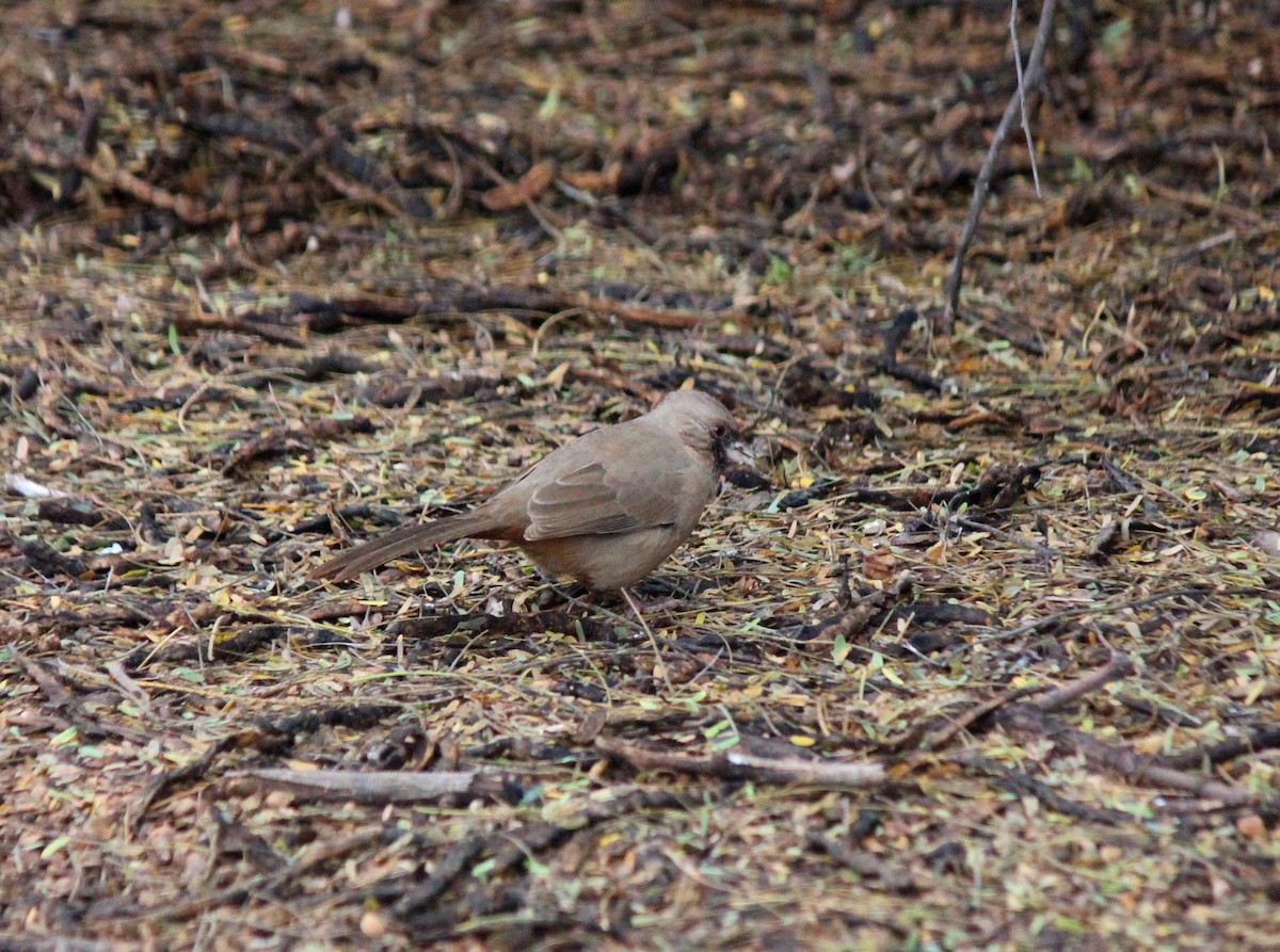 Schwarzkinn-Grundammer - ML645621981