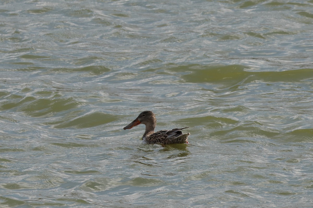 Northern Shoveler - ML645621982