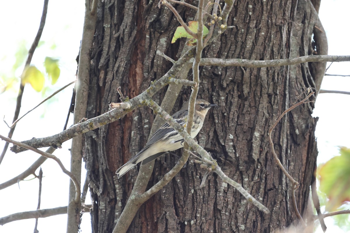 Yellow-rumped Warbler - ML645622001