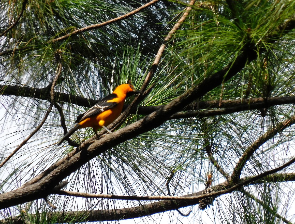 Streak-backed Oriole - ML645622004