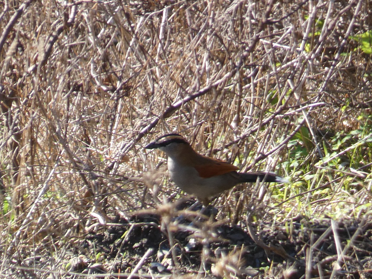 Black-crowned Tchagra - ML645622021
