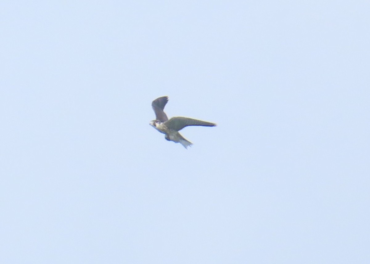 Peregrine Falcon - ML645622022