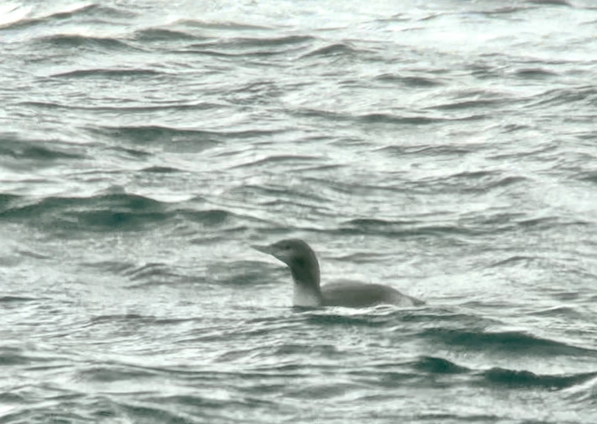 紅喉潛鳥 - ML645622026