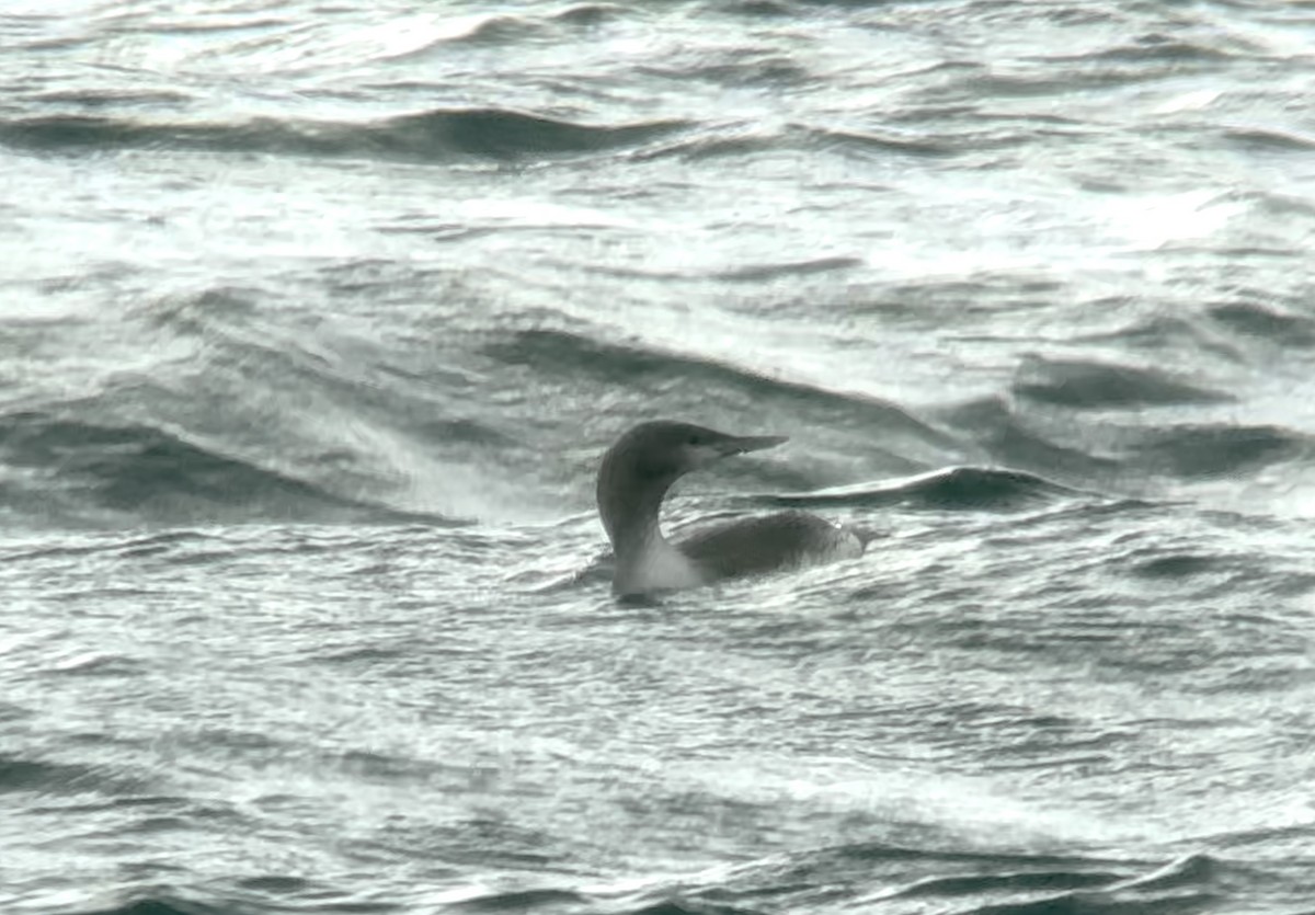 紅喉潛鳥 - ML645622027