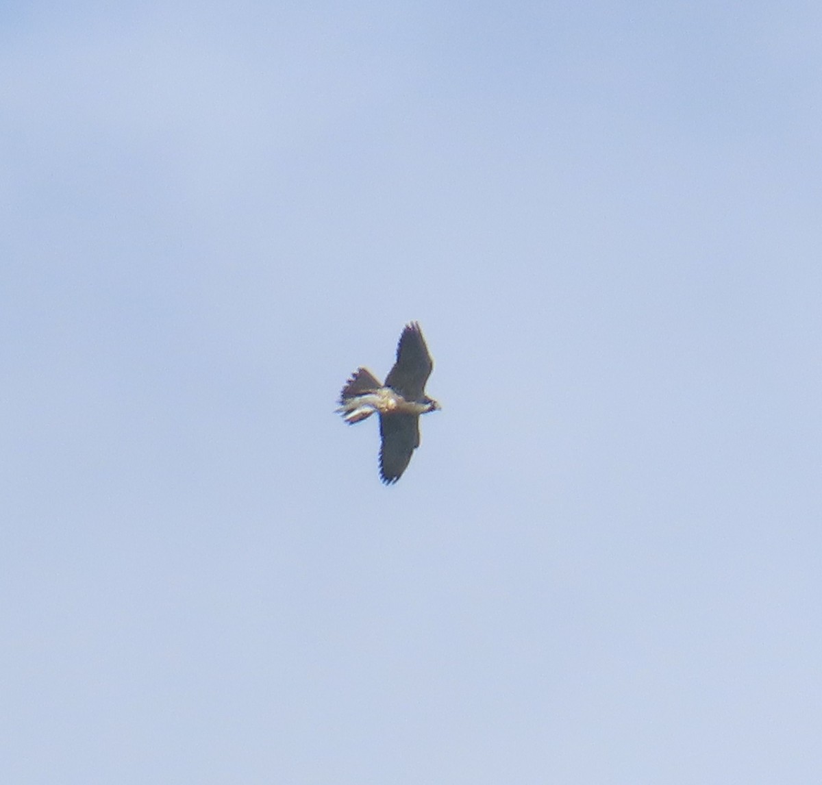 Peregrine Falcon - ML645622029