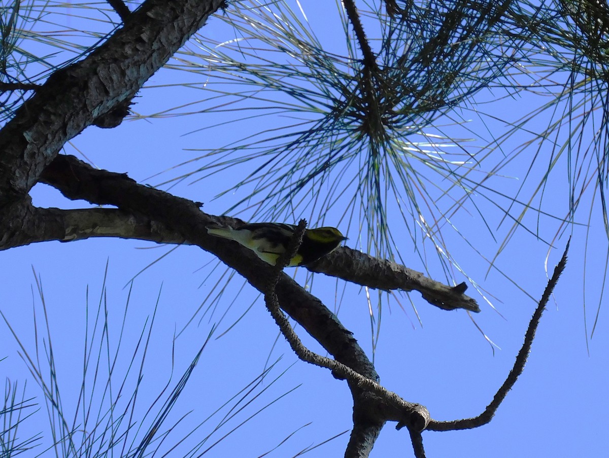 Black-throated Green Warbler - ML645622038