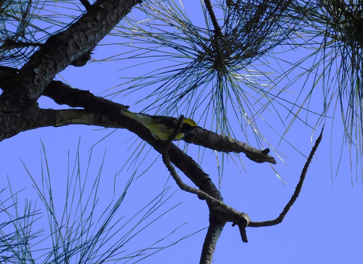 Black-throated Green Warbler - ML645622039