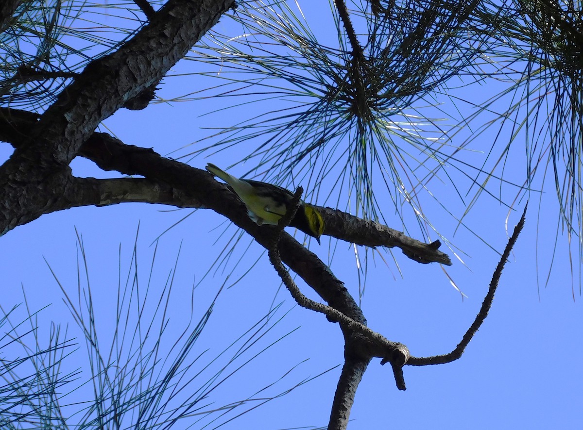 Black-throated Green Warbler - ML645622040