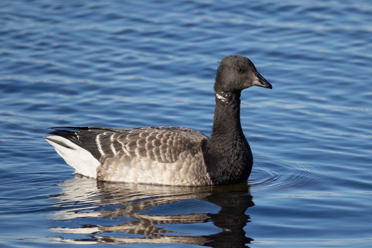 Brant - ML645622048