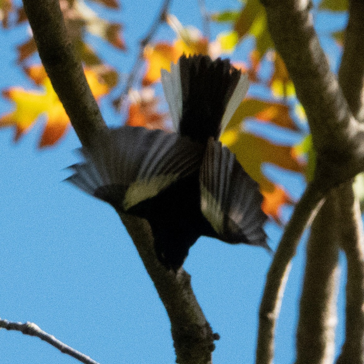 Painted Redstart - ML645622056
