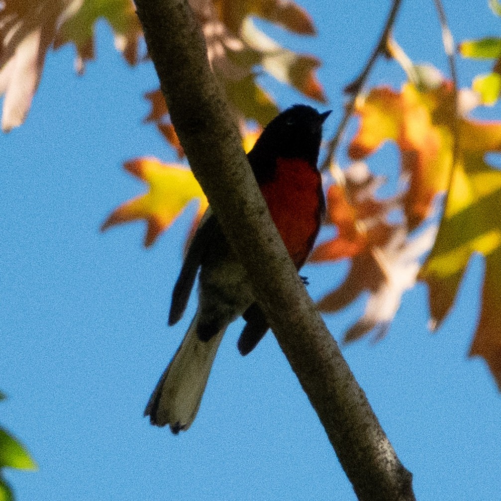 Painted Redstart - ML645622057