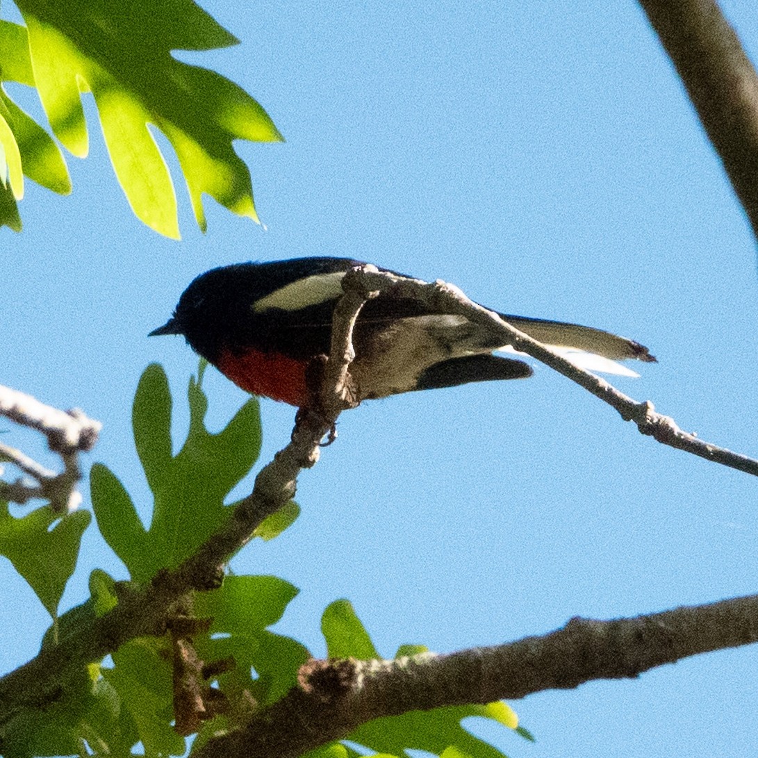 Painted Redstart - ML645622058