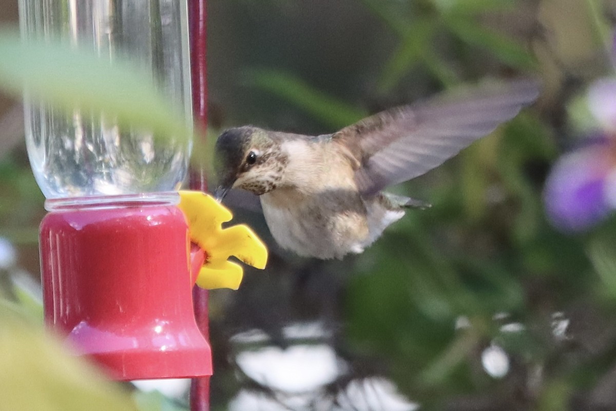 Black-chinned Hummingbird - ML645622061