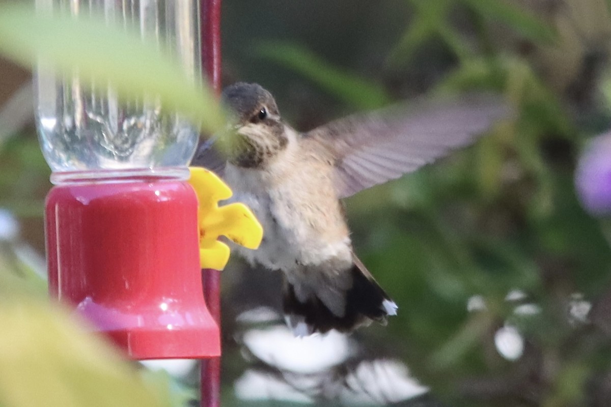 Black-chinned Hummingbird - ML645622062