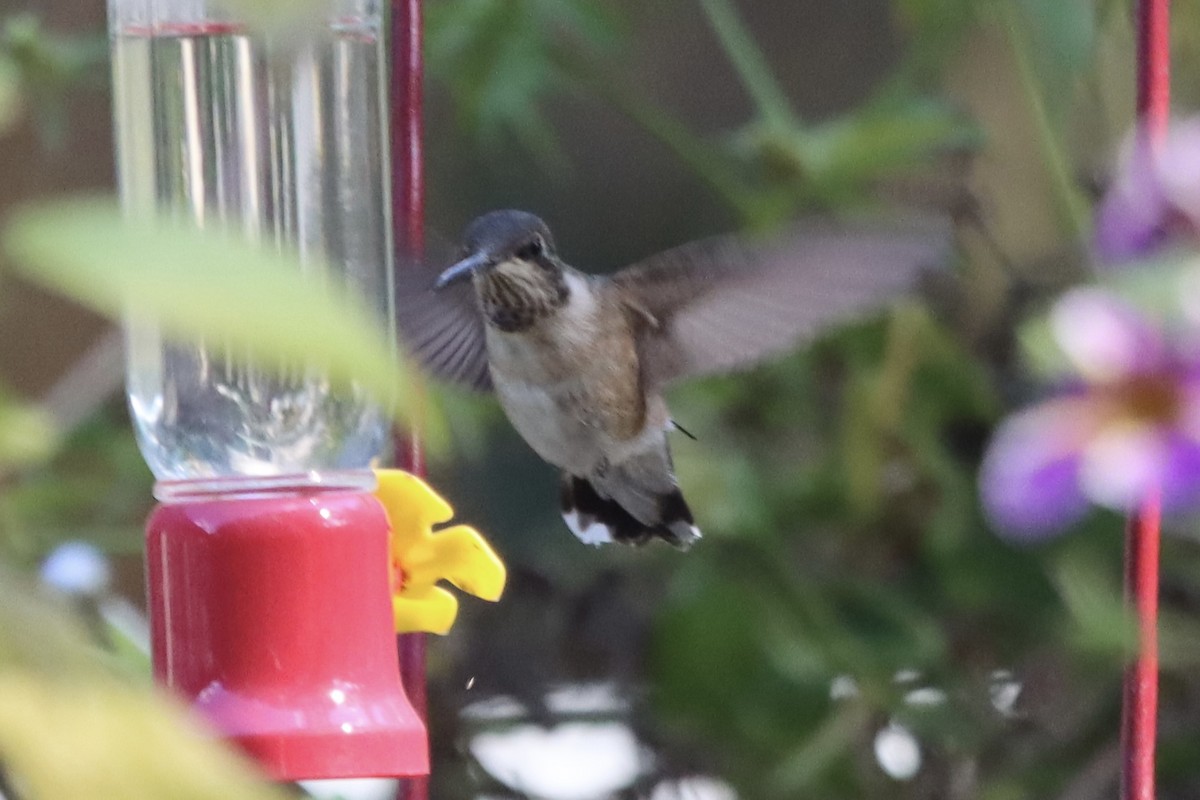 Black-chinned Hummingbird - ML645622063