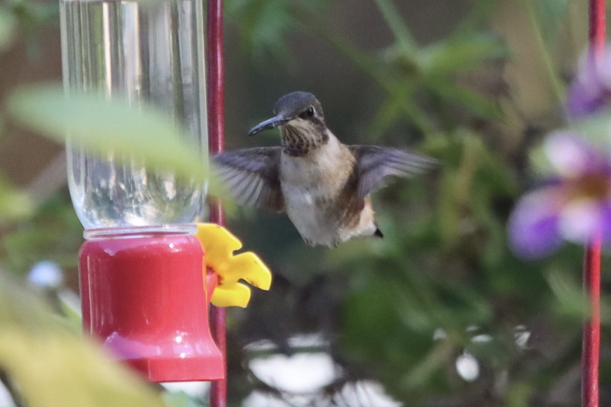Black-chinned Hummingbird - ML645622064