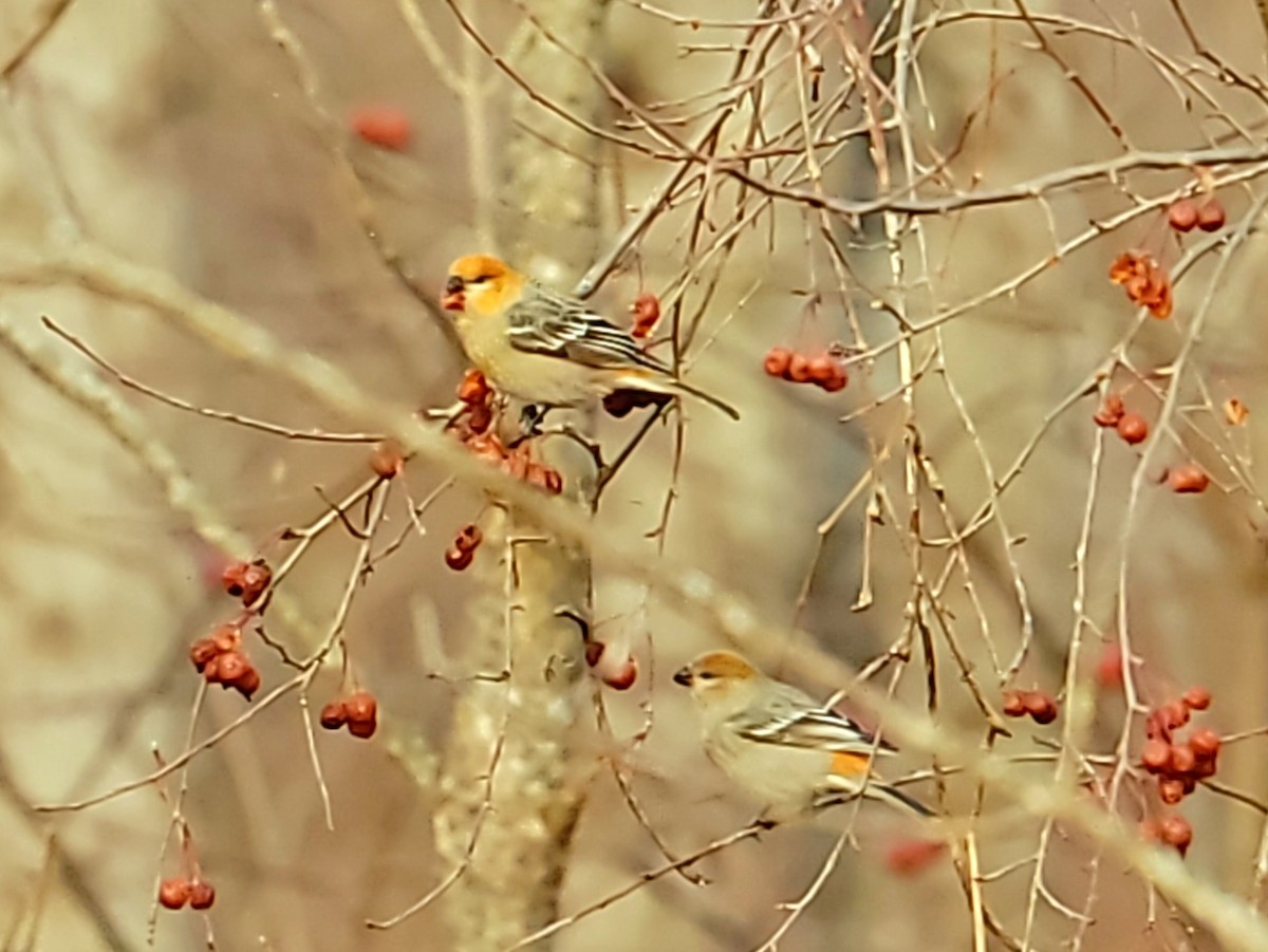 Tayga Çütresi - ML645622069