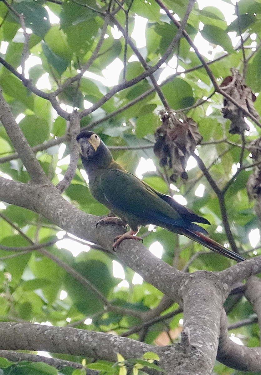 Yellow-collared Macaw - ML645622071