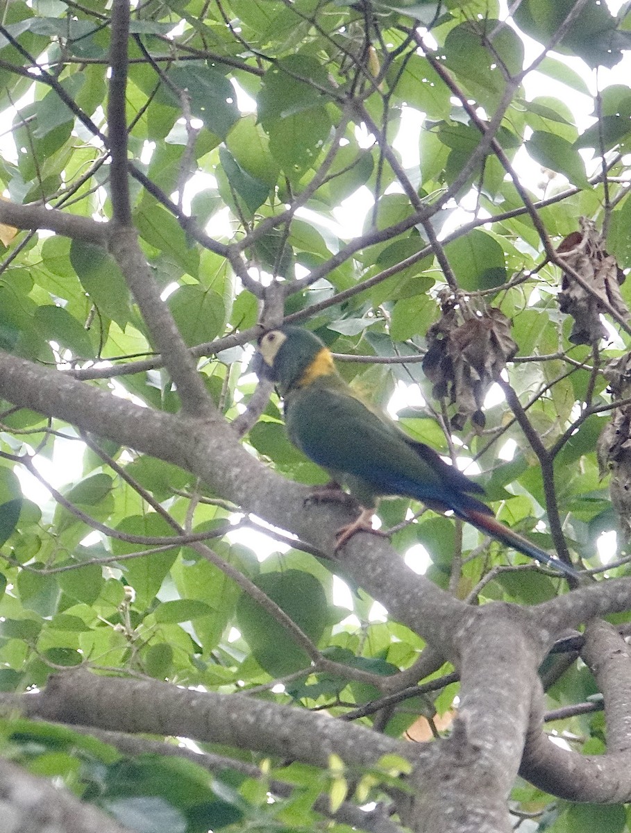 Yellow-collared Macaw - ML645622072